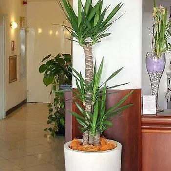 Hotell Pina